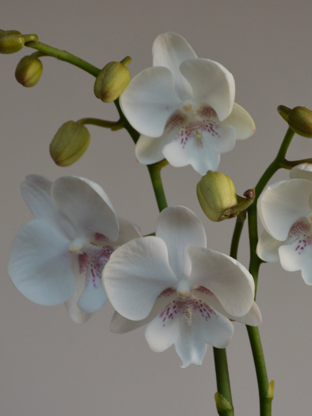 close-up orchid with White with pink spotted flowers