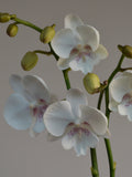 close-up orchid with White with pink spotted flowers