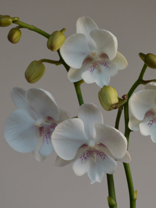 close-up orchid with White with pink spotted flowers