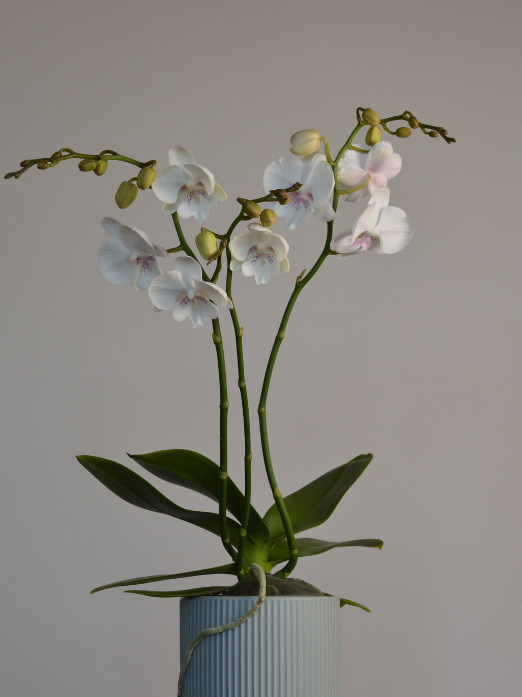 potted phalaenopsis with stunning white and pink flowers