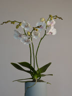 potted phalaenopsis with stunning white and pink flowers
