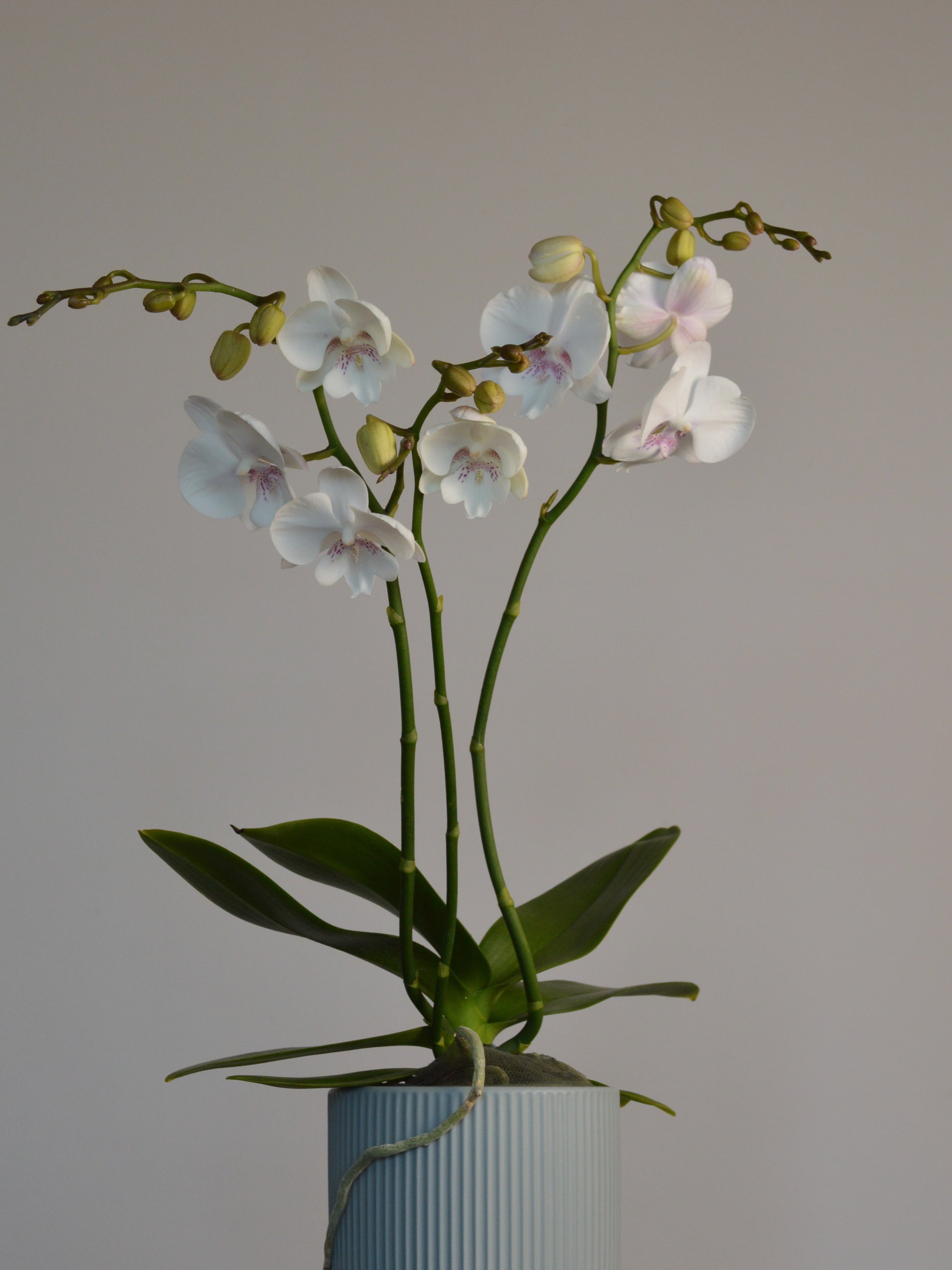 potted phalaenopsis with stunning white and pink flowers