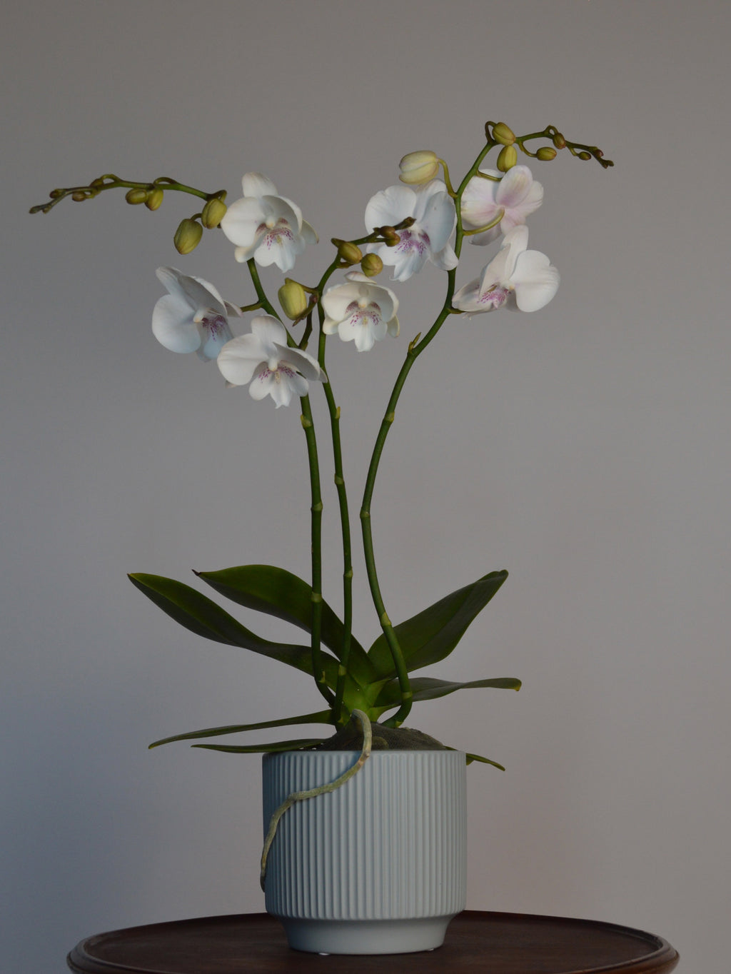 Potted orchid with white and pink flowers on a wooden surface