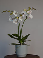 Potted orchid with white and pink flowers on a wooden surface