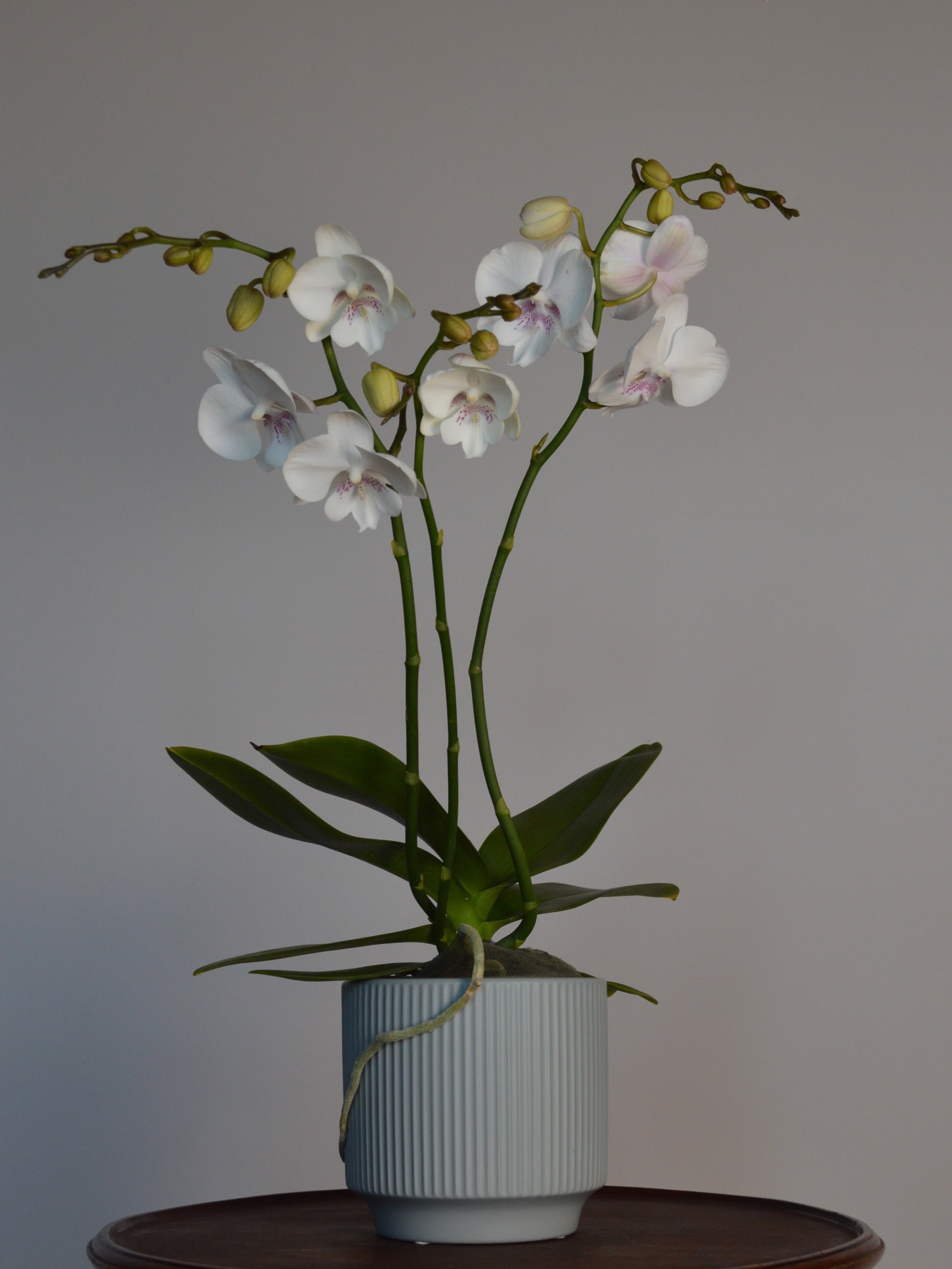 Potted orchid with white and pink flowers on a wooden surface