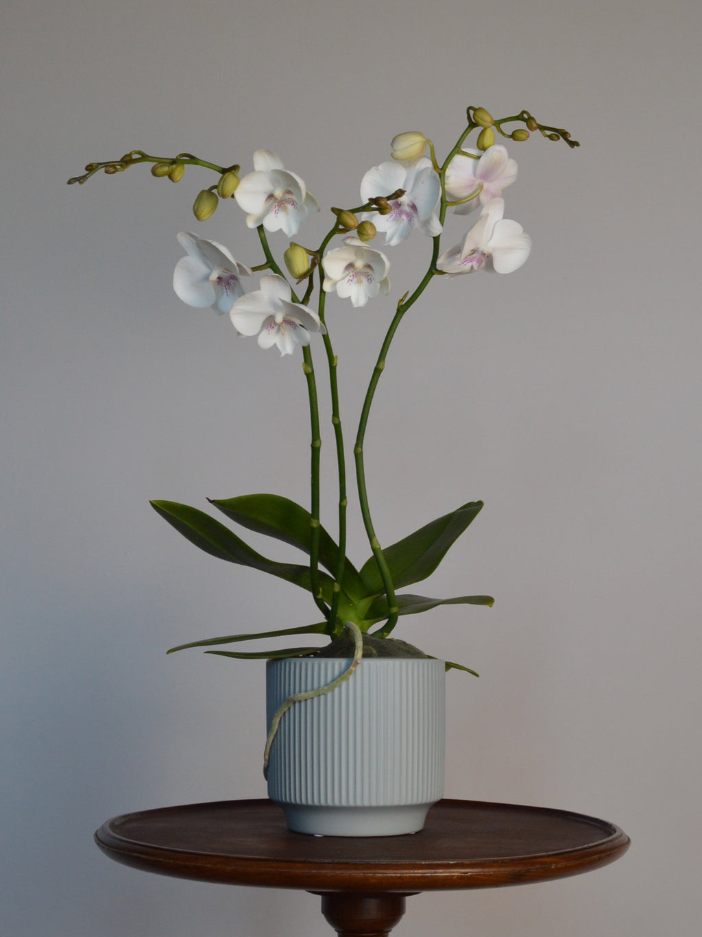 potted moth orchid, with white flowers and pink spots