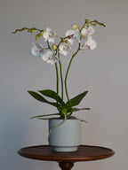 potted moth orchid, with white flowers and pink spots