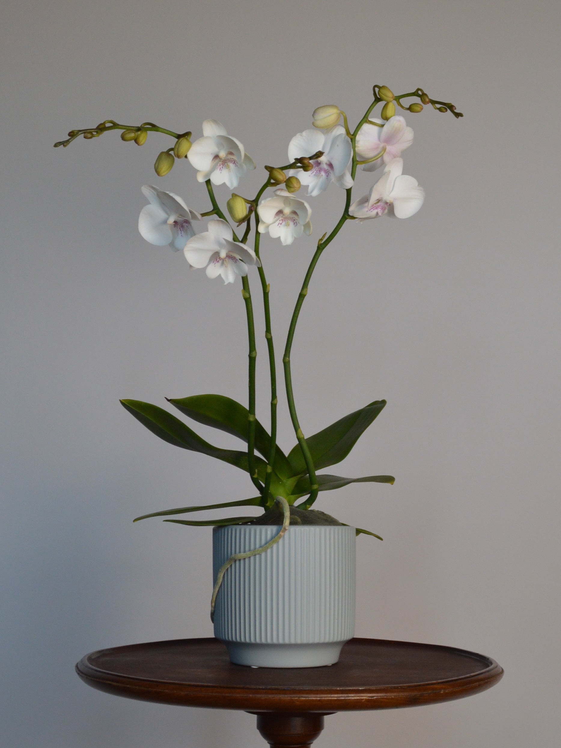 potted moth orchid, with white flowers and pink spots