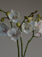 beautiful phalaenopsis orchid with white flowers 
