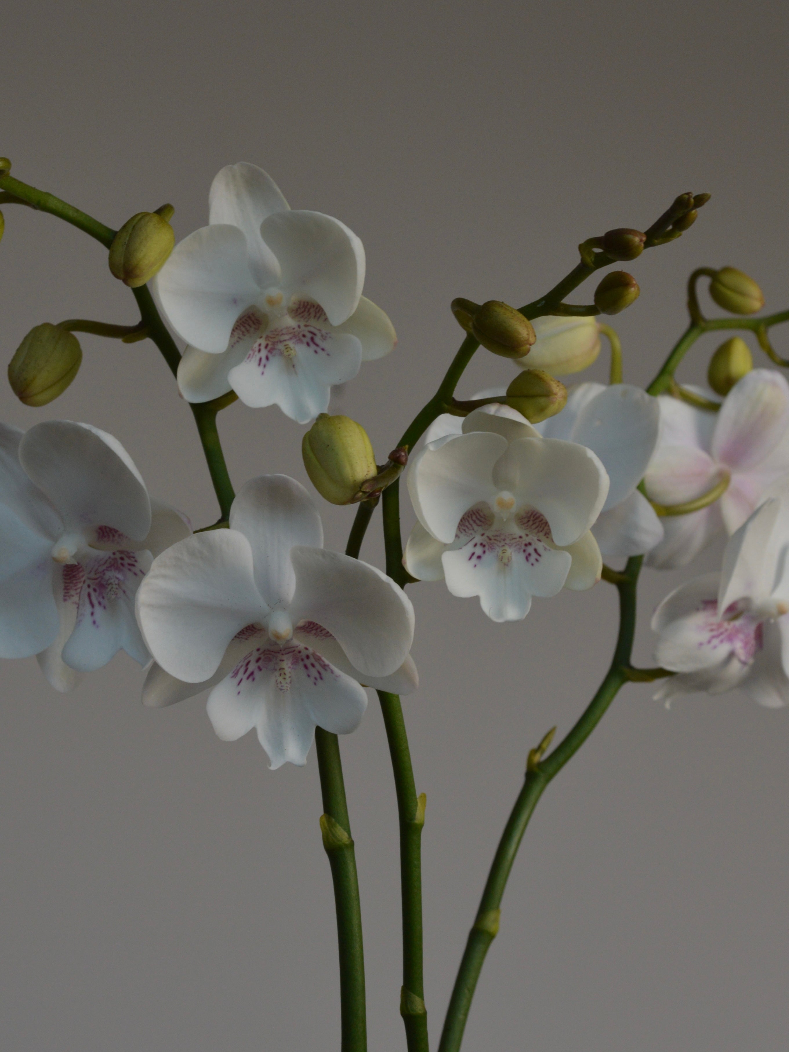 beautiful phalaenopsis orchid with white flowers 