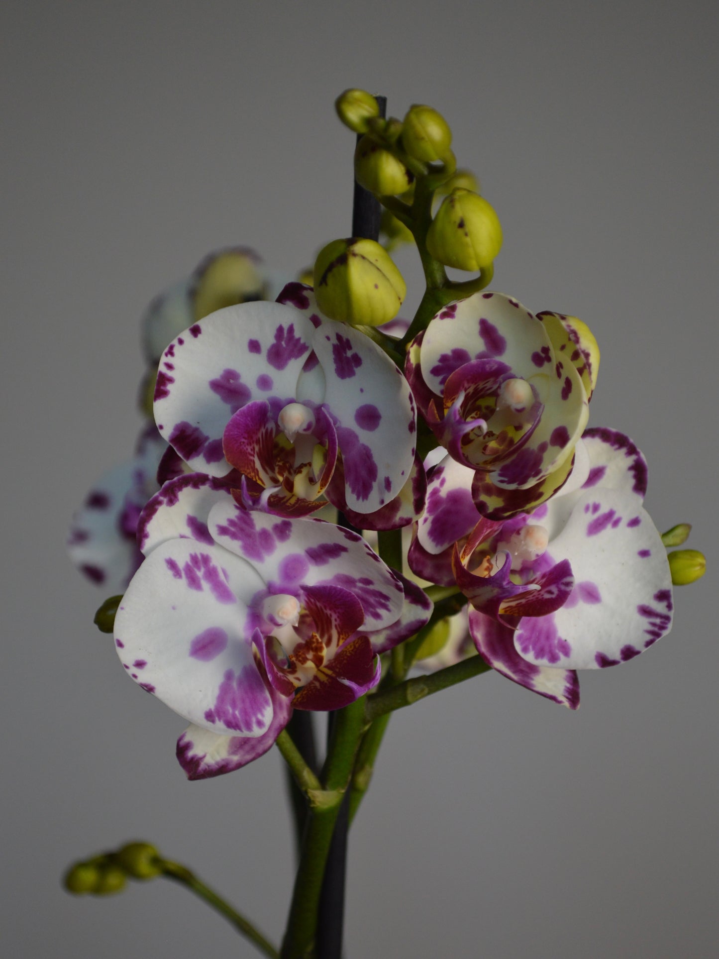 Close-up of a white moth orchid with purple spots on a gray background