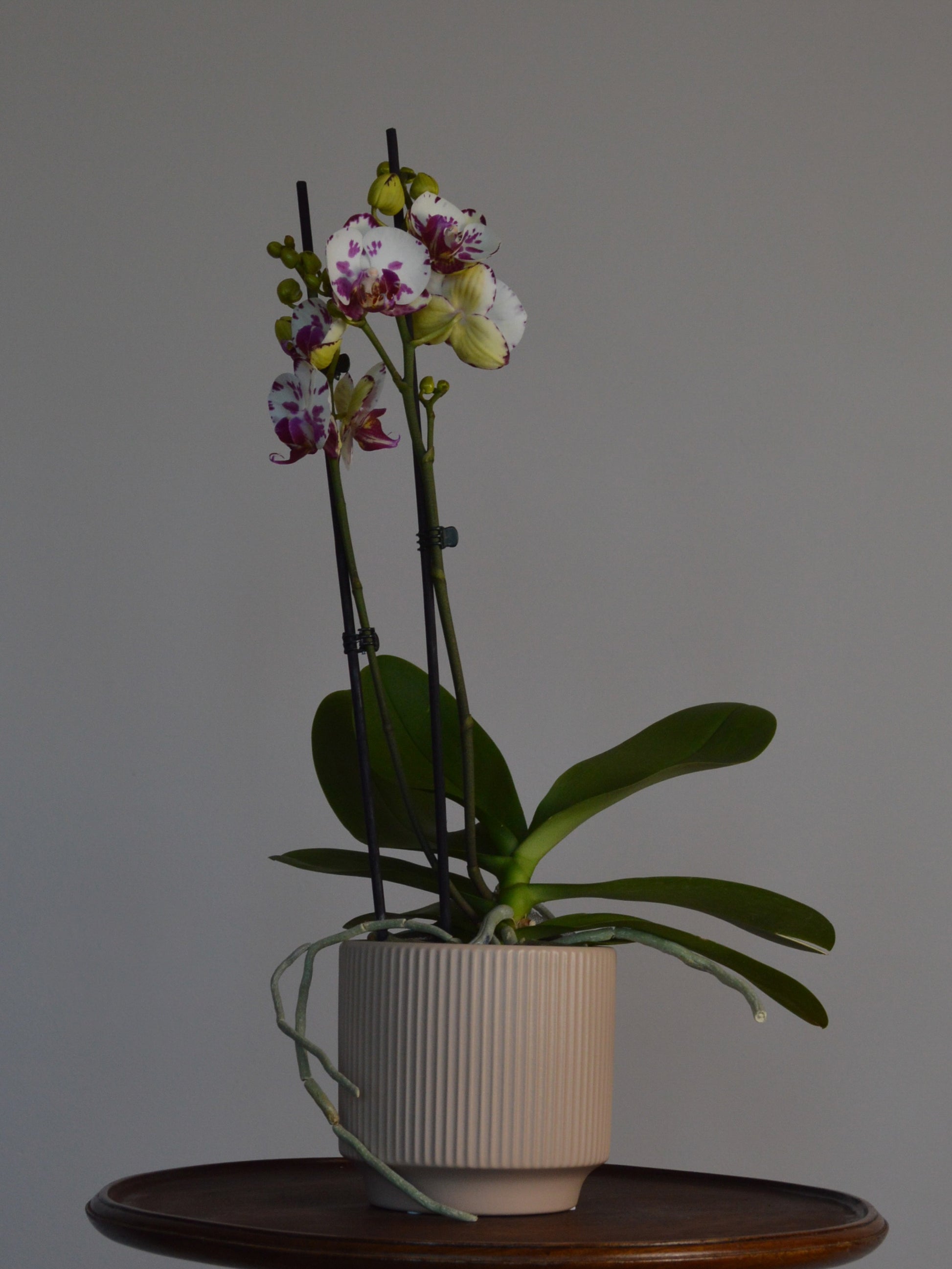 Potted orchid on a wooden surface, with white and purple spotted flowers