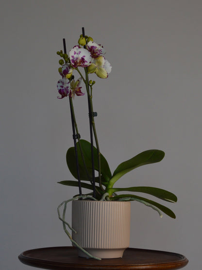 Potted orchid on a wooden surface, with white and purple spotted flowers