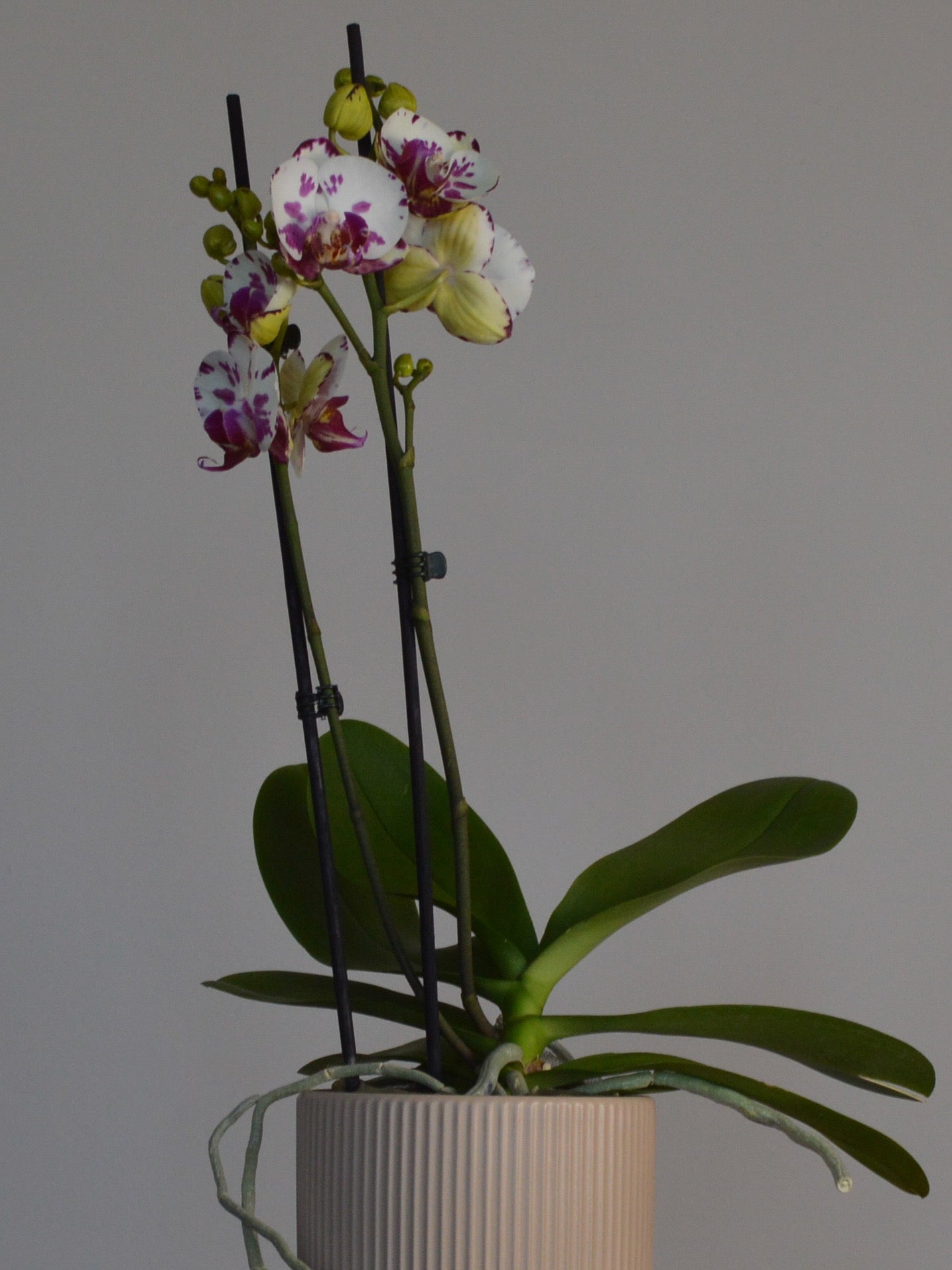 Potted Phalaenopsis orchid with green leaves and white and purple flowers on a grey background