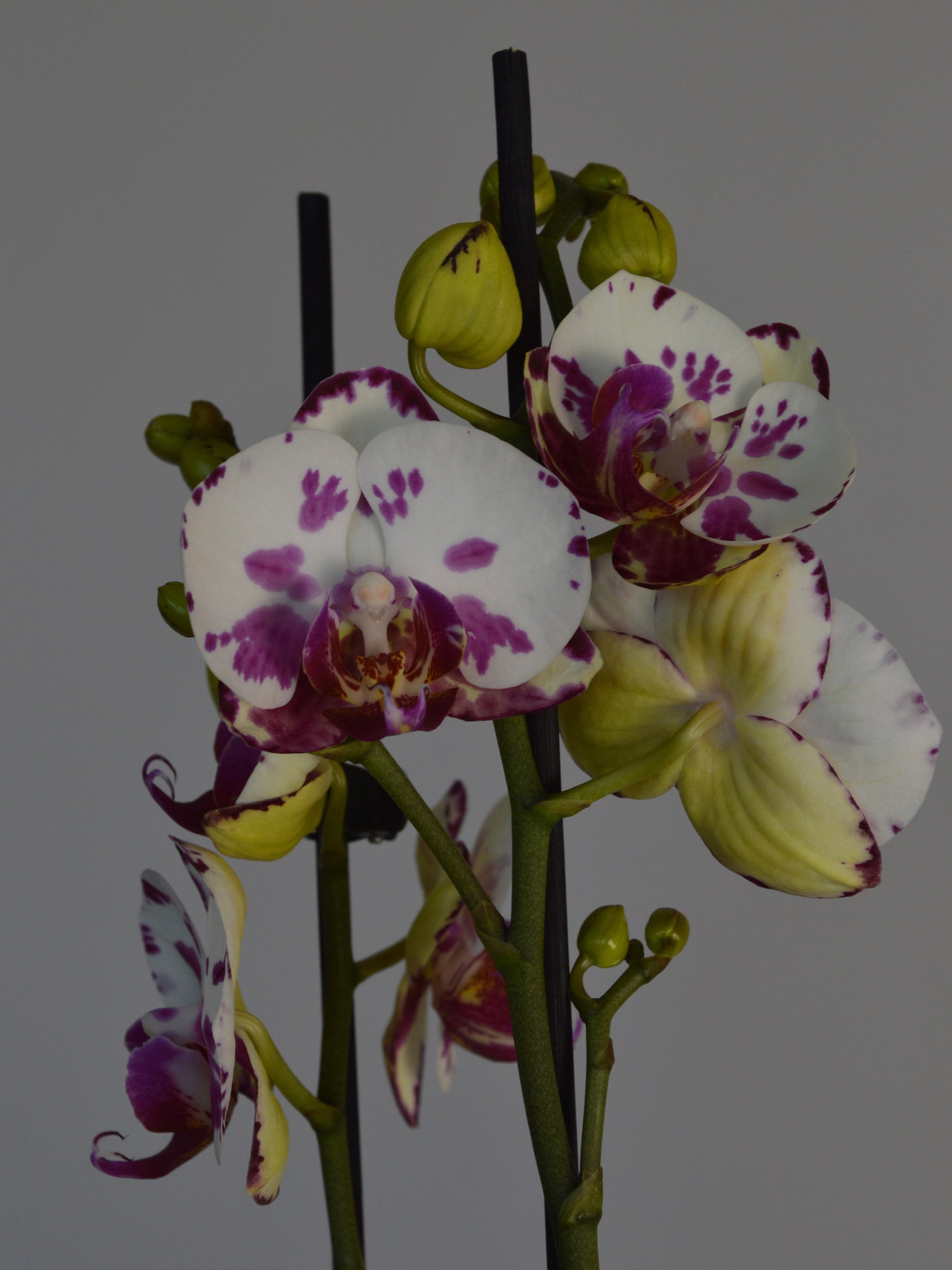 White moth orchid with purple spots on a grey background