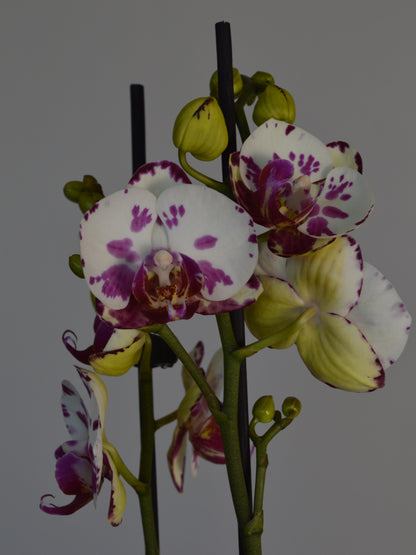 White moth orchid with purple spots on a grey background