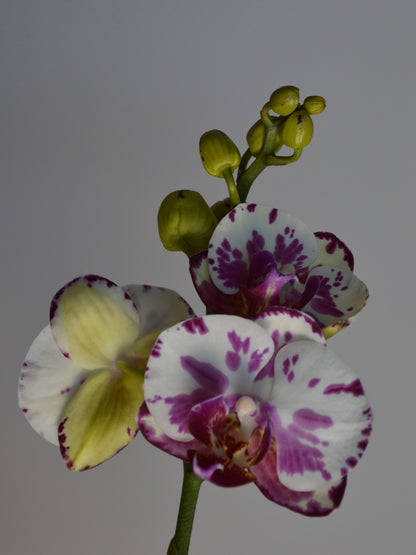 Close-up of a purple and white phalaenopsis orchid with green buds on a grey background