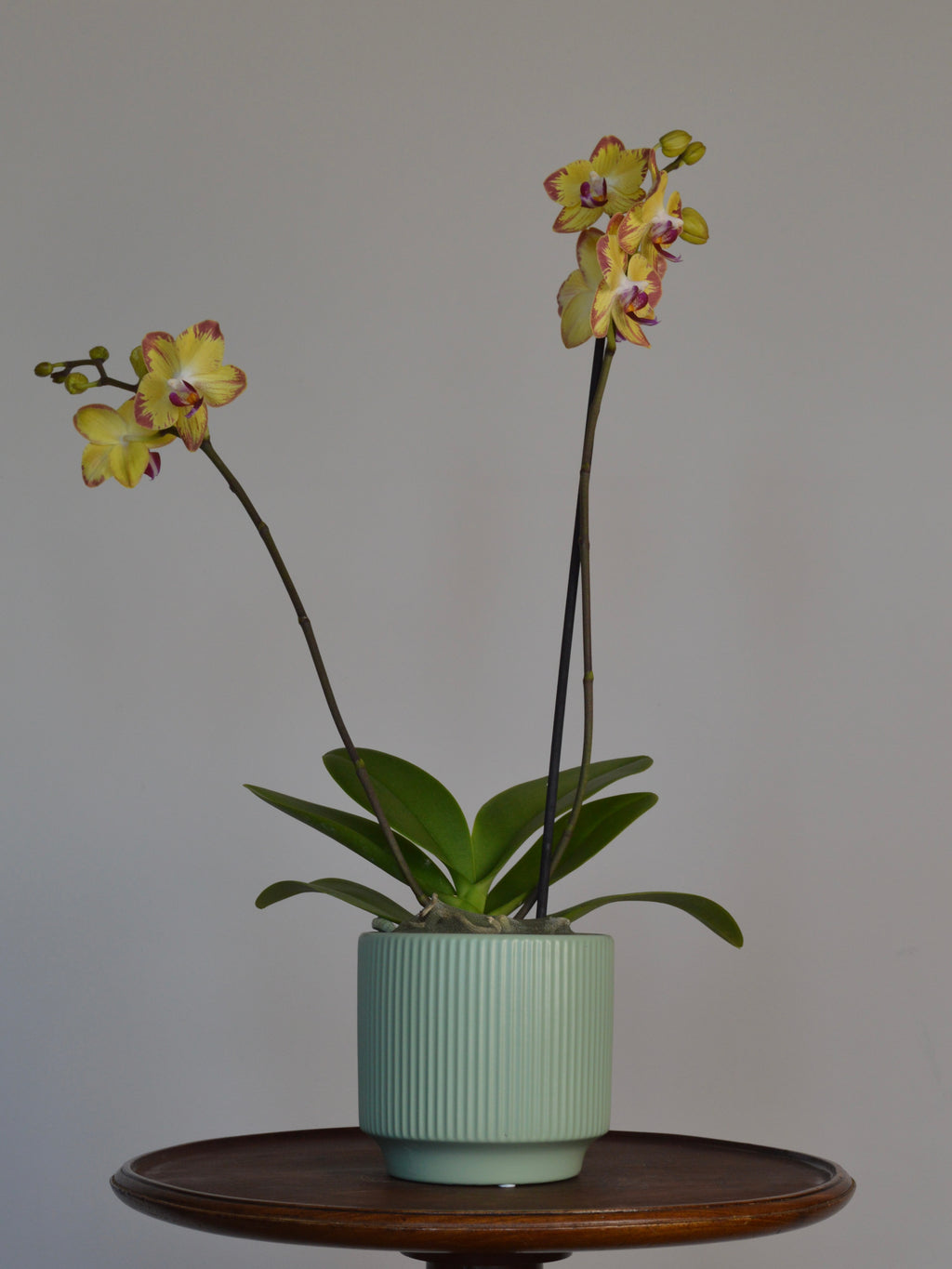 potted moth orchid with yellow orchid, with pink stripes