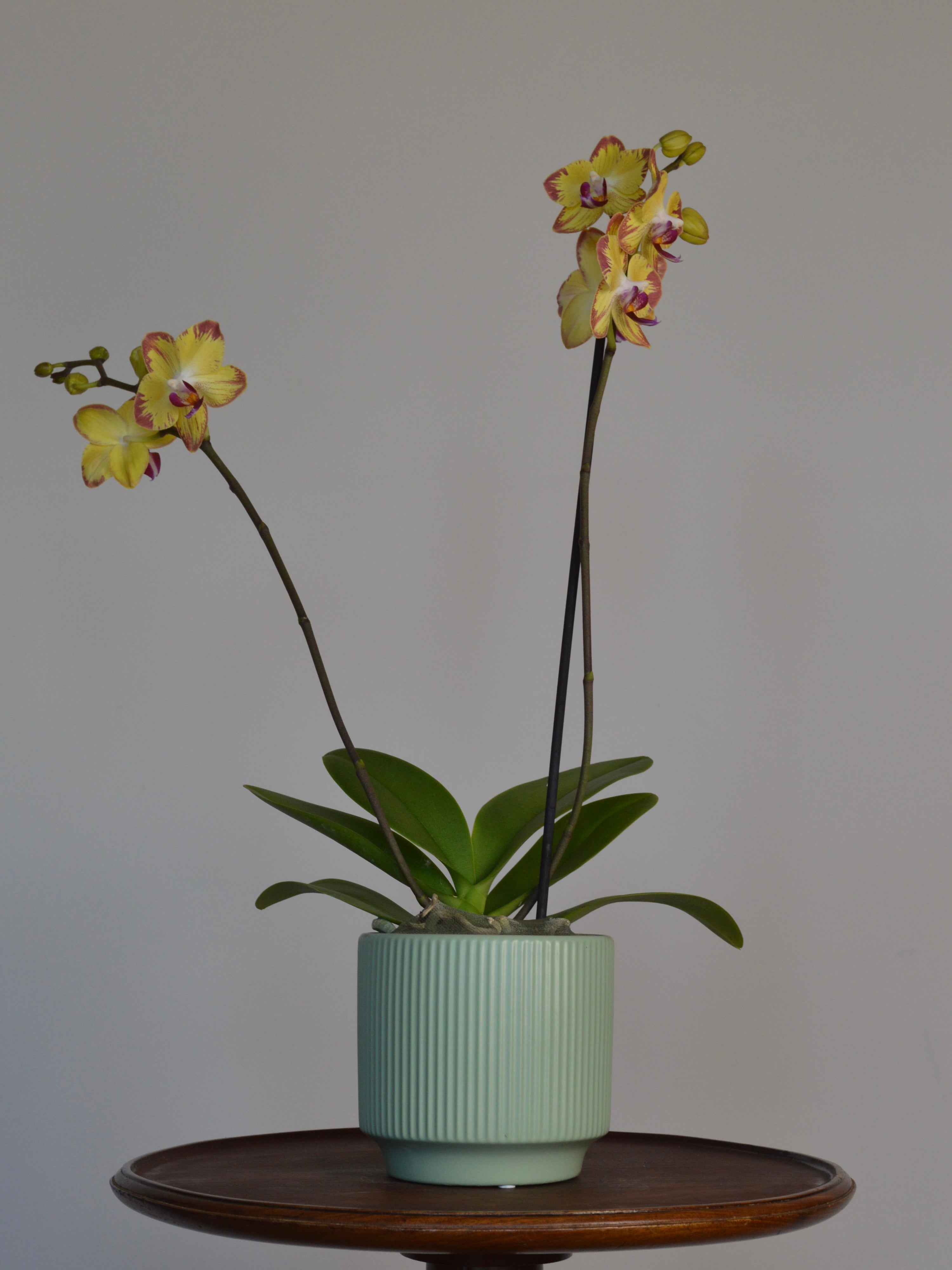 potted moth orchid with yellow orchid, with pink stripes