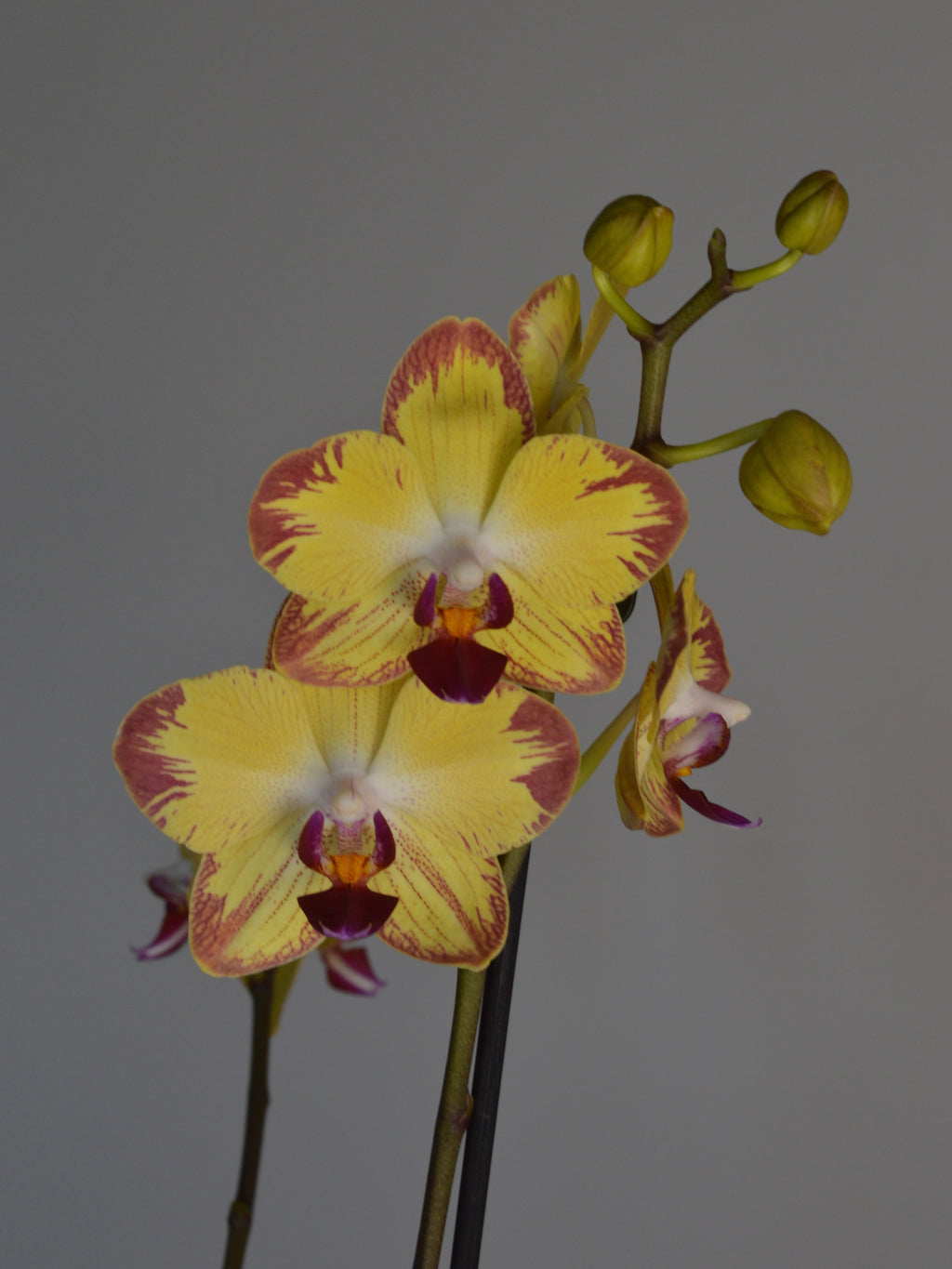 yellow and pink striped moth orchid