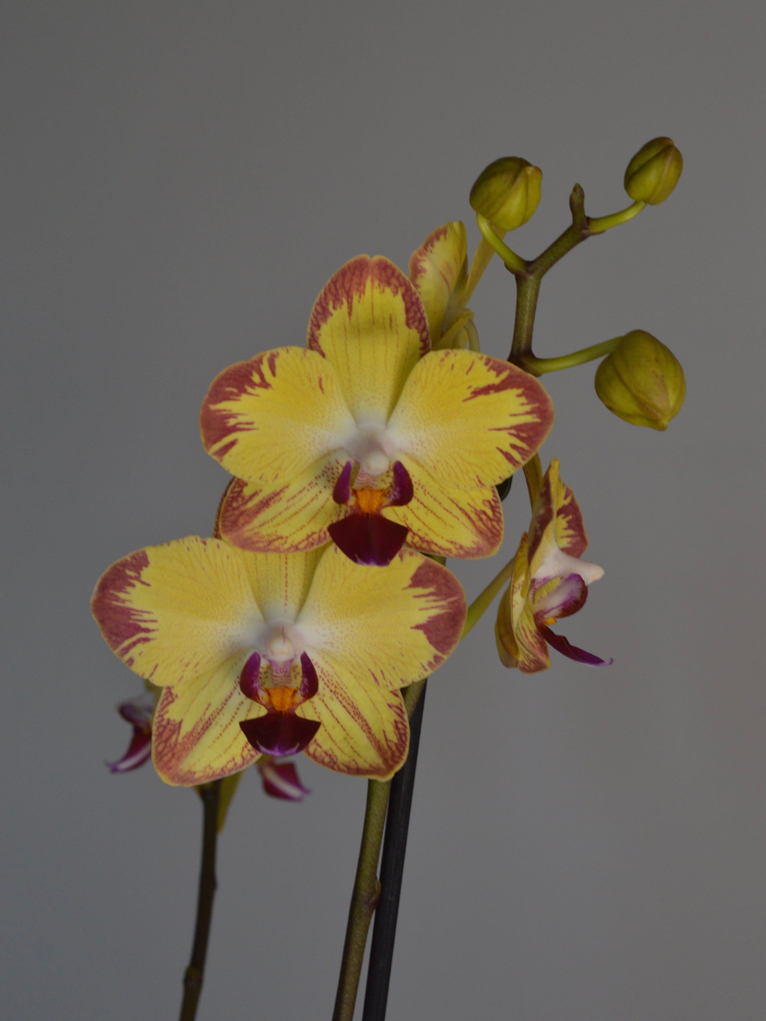 yellow and pink striped moth orchid