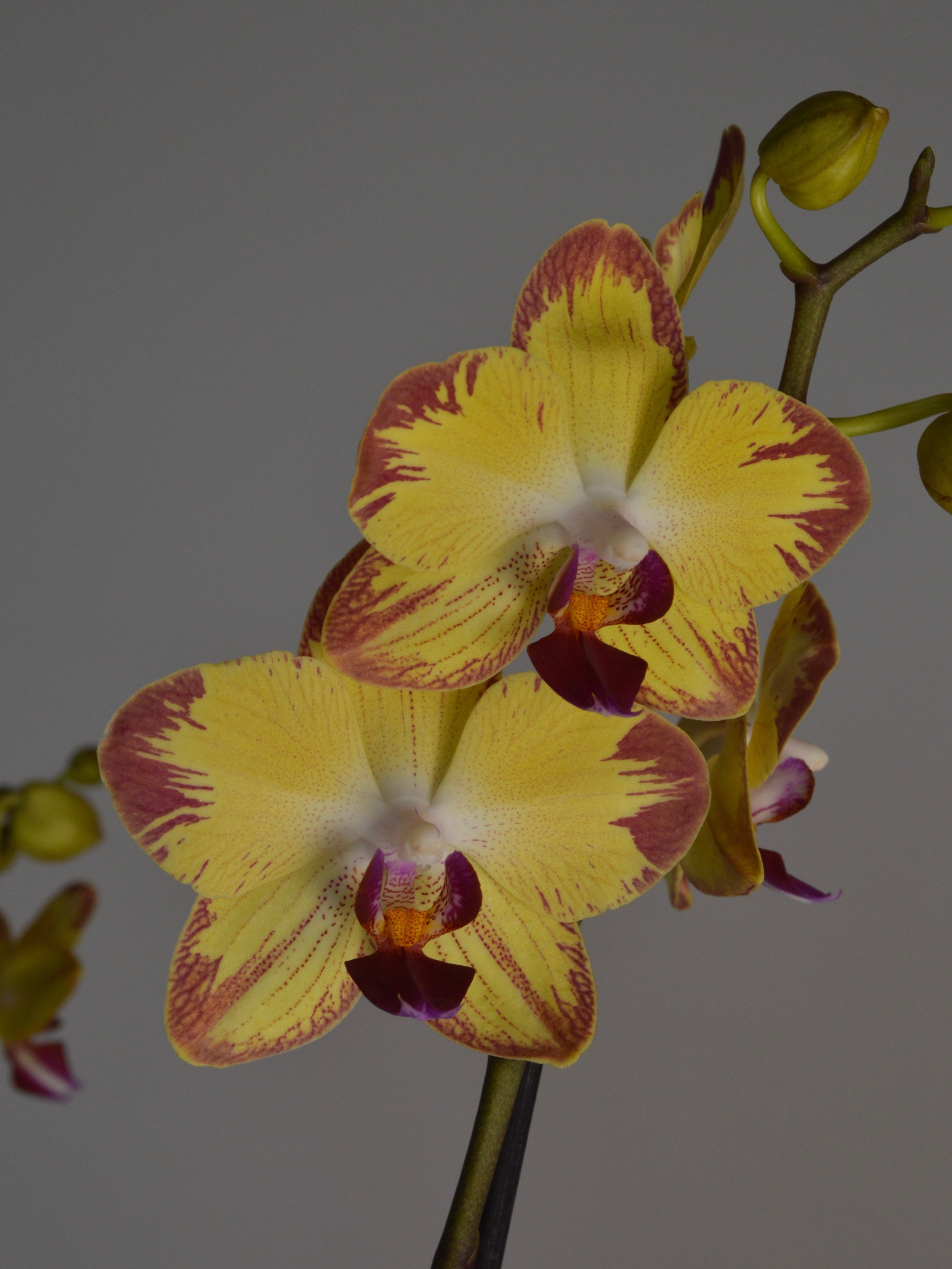 Yellow and purple moth orchid flowers on a grey background