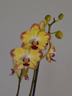 yellow phalaenopsis orchid, with pink stripes