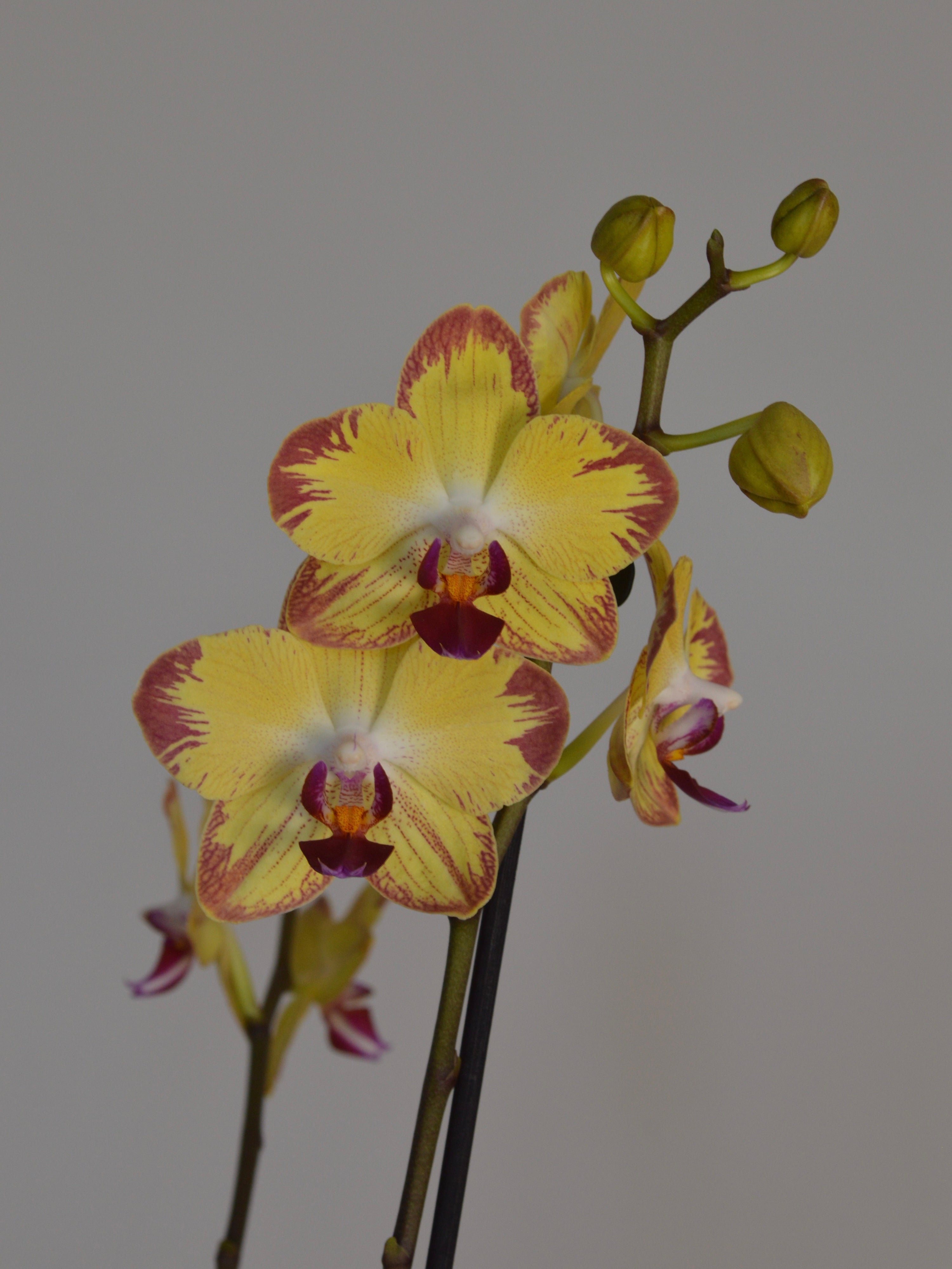 yellow phalaenopsis orchid, with pink stripes