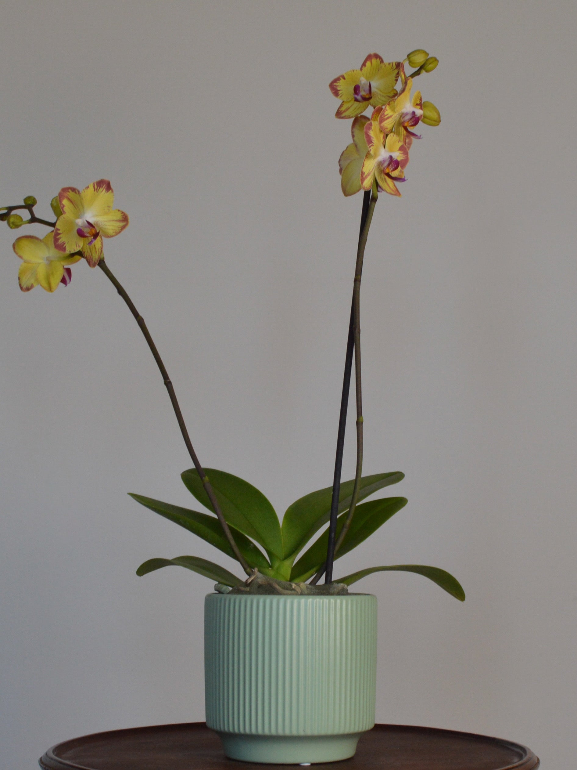 potted yellow phalaenopsis orchid on a wooden table