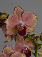 Close-up of a pink and yellow moth orchid flower with a grey background