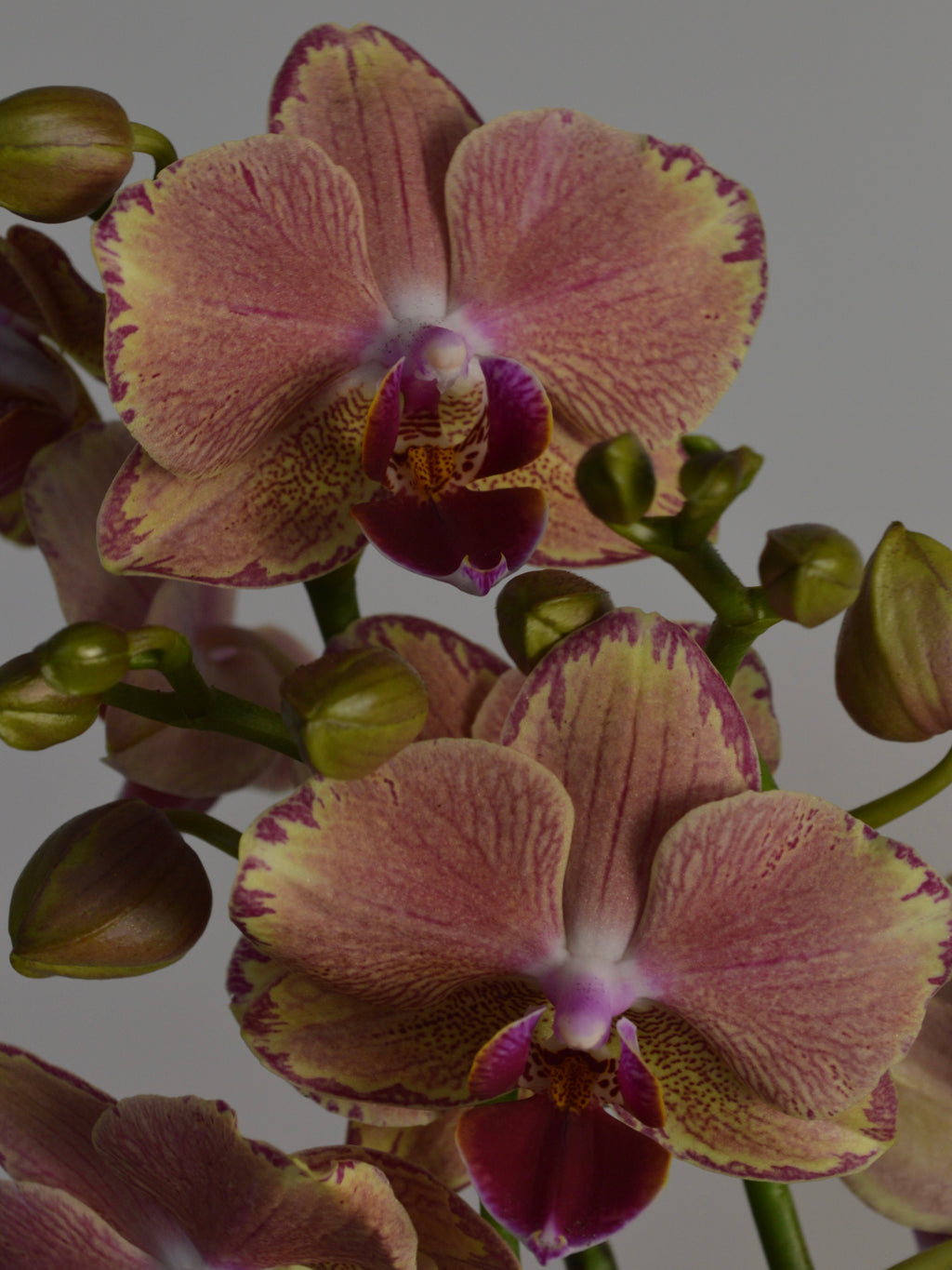 Close-up of phalaenopsis pirate picotee, with pink, purple and yellow blooms