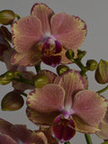 Close-up of phalaenopsis pirate picotee, with pink, purple and yellow blooms
