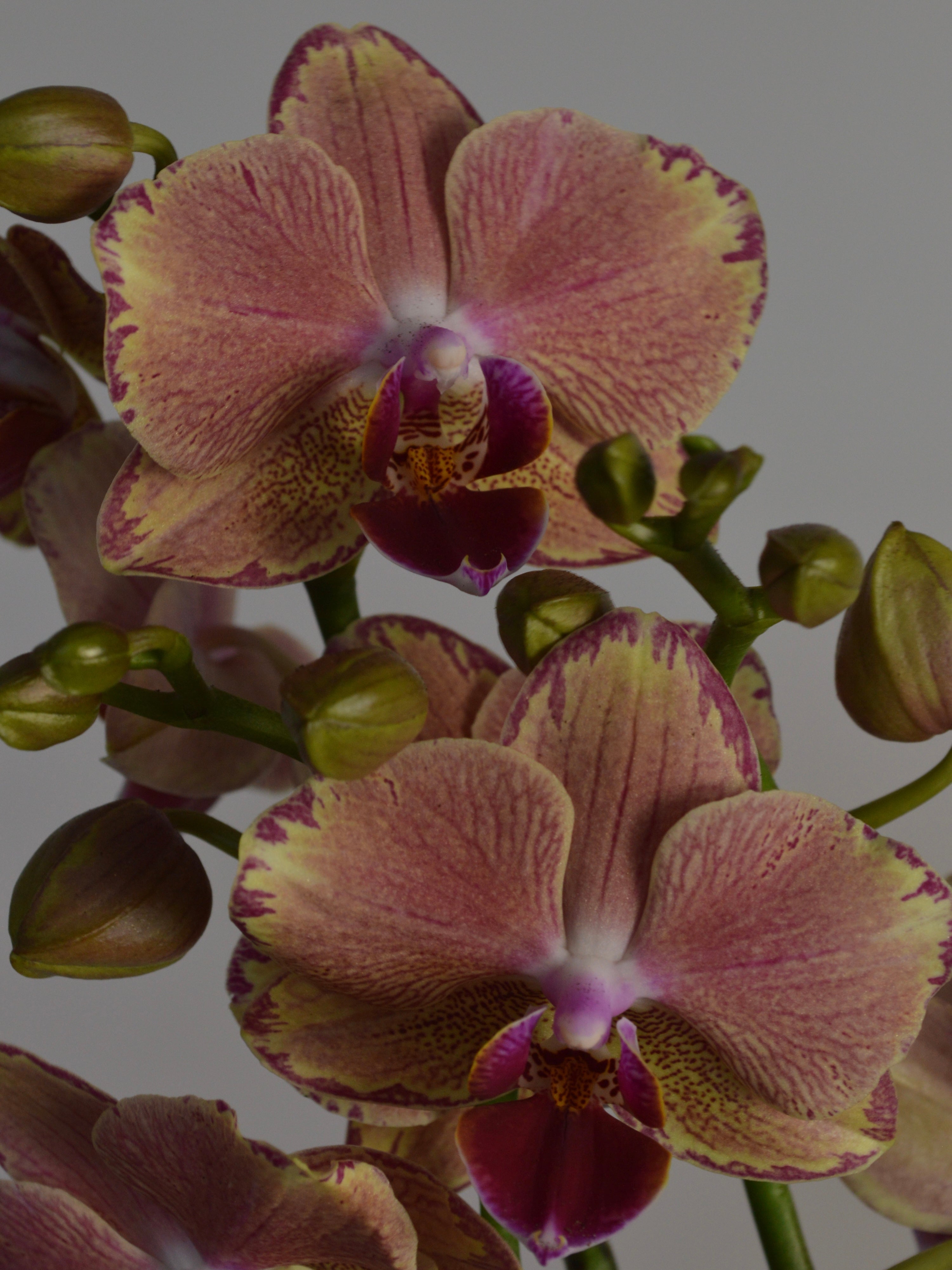 Close-up of phalaenopsis pirate picotee, with pink, purple and yellow blooms