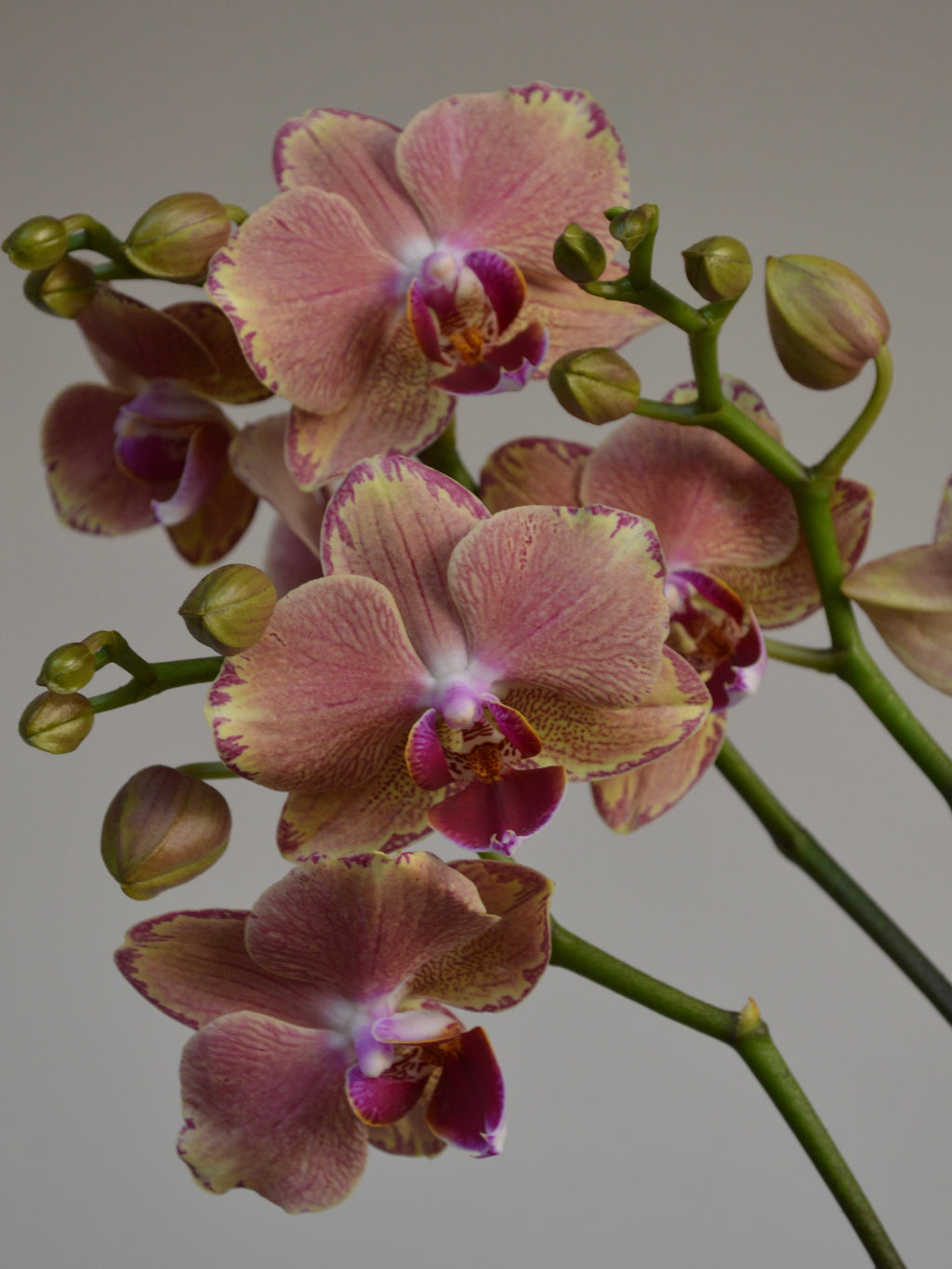 Close-up of pink, purple and yellow moth orchids with green stems on a grey background