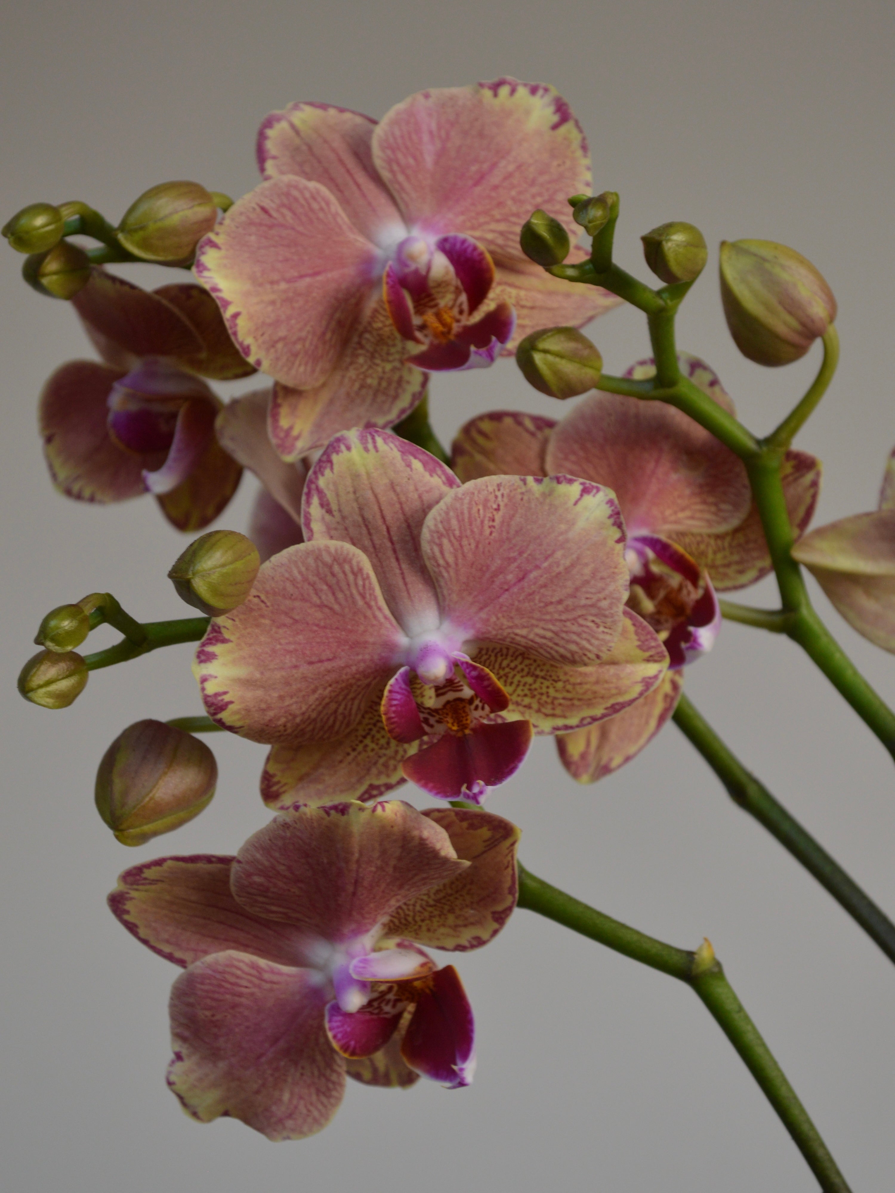 Close-up of pink, purple and yellow moth orchids with green stems on a grey background