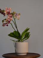 Potted pink moth orchid plant on a wooden table 