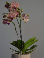Potted pirate picotee orchid with pink and purple and yellow flowers on a grey background