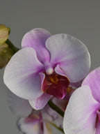 Close-up of a pink moth orchid flower with a grey background