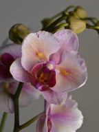 Close-up of a pink, purple and yellow-accented orchid with a blurred background