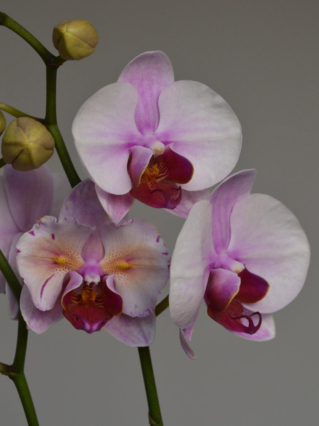 Close-up of pink and purple orchids with peloric lips