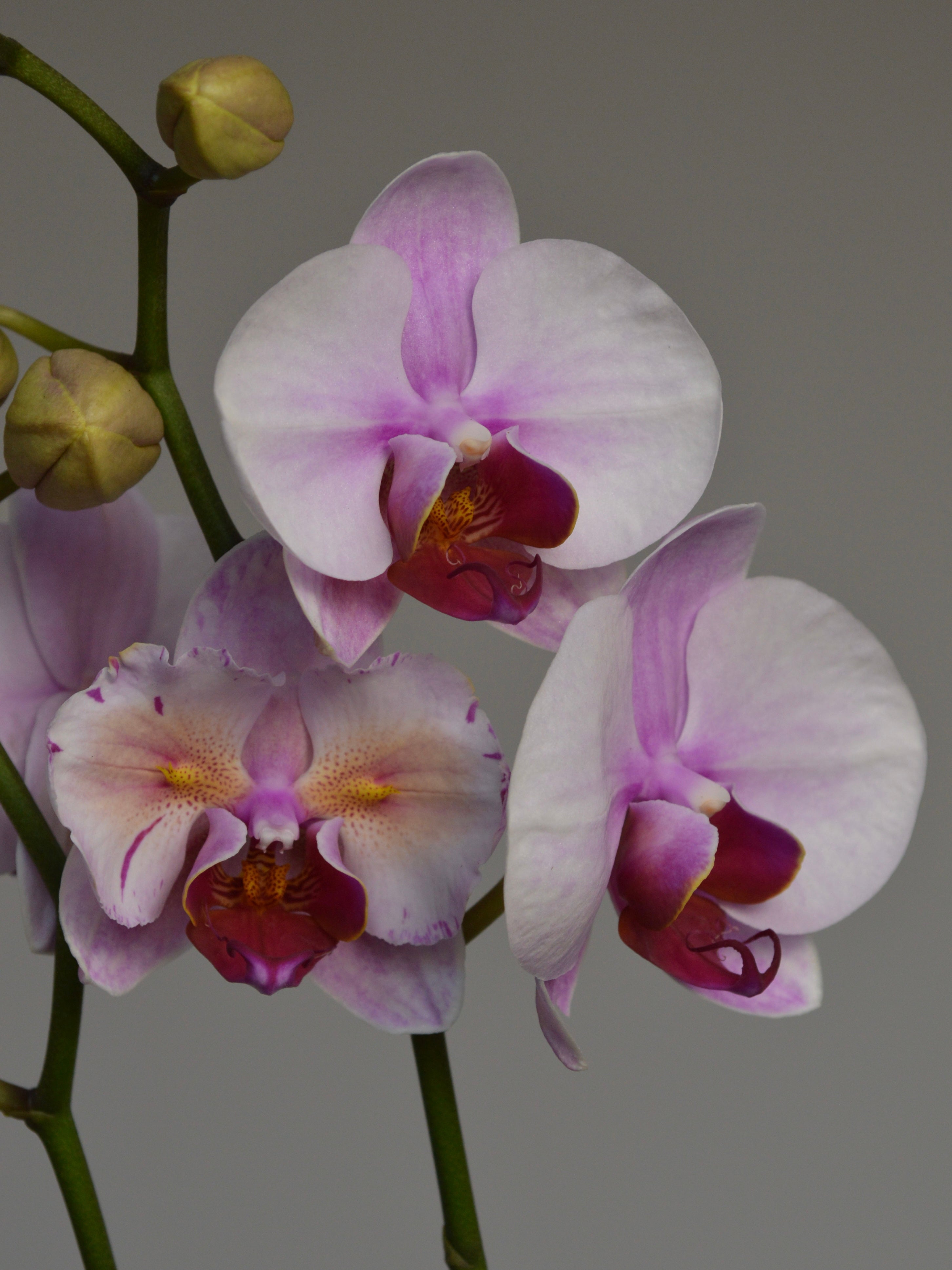 Close-up of pink and purple orchids with peloric lips