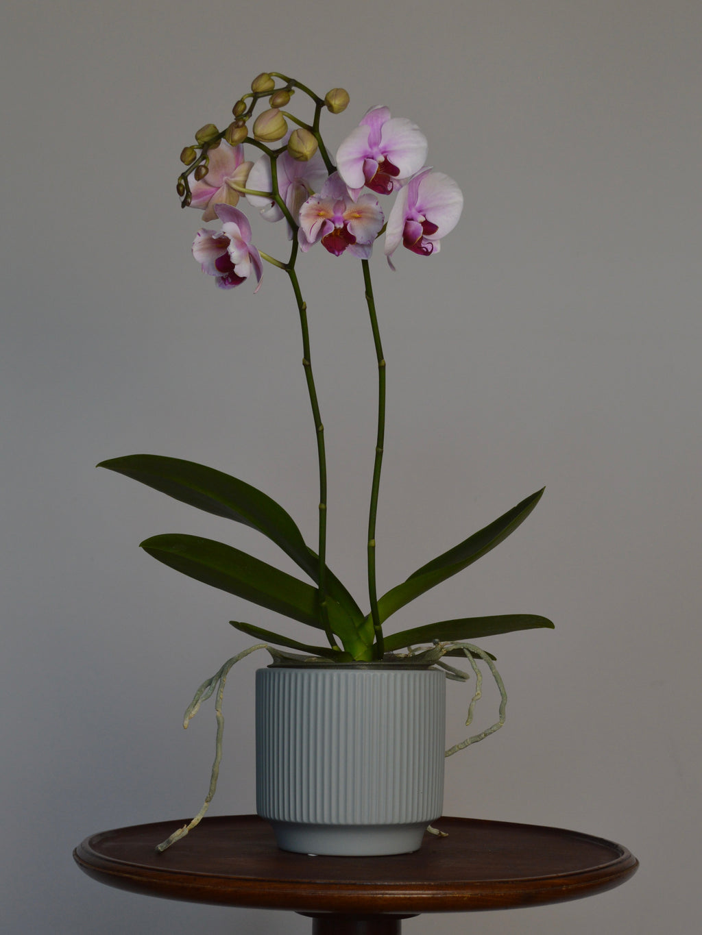 a stunning, potted orchid, with pink and purple flowers on a wooden table