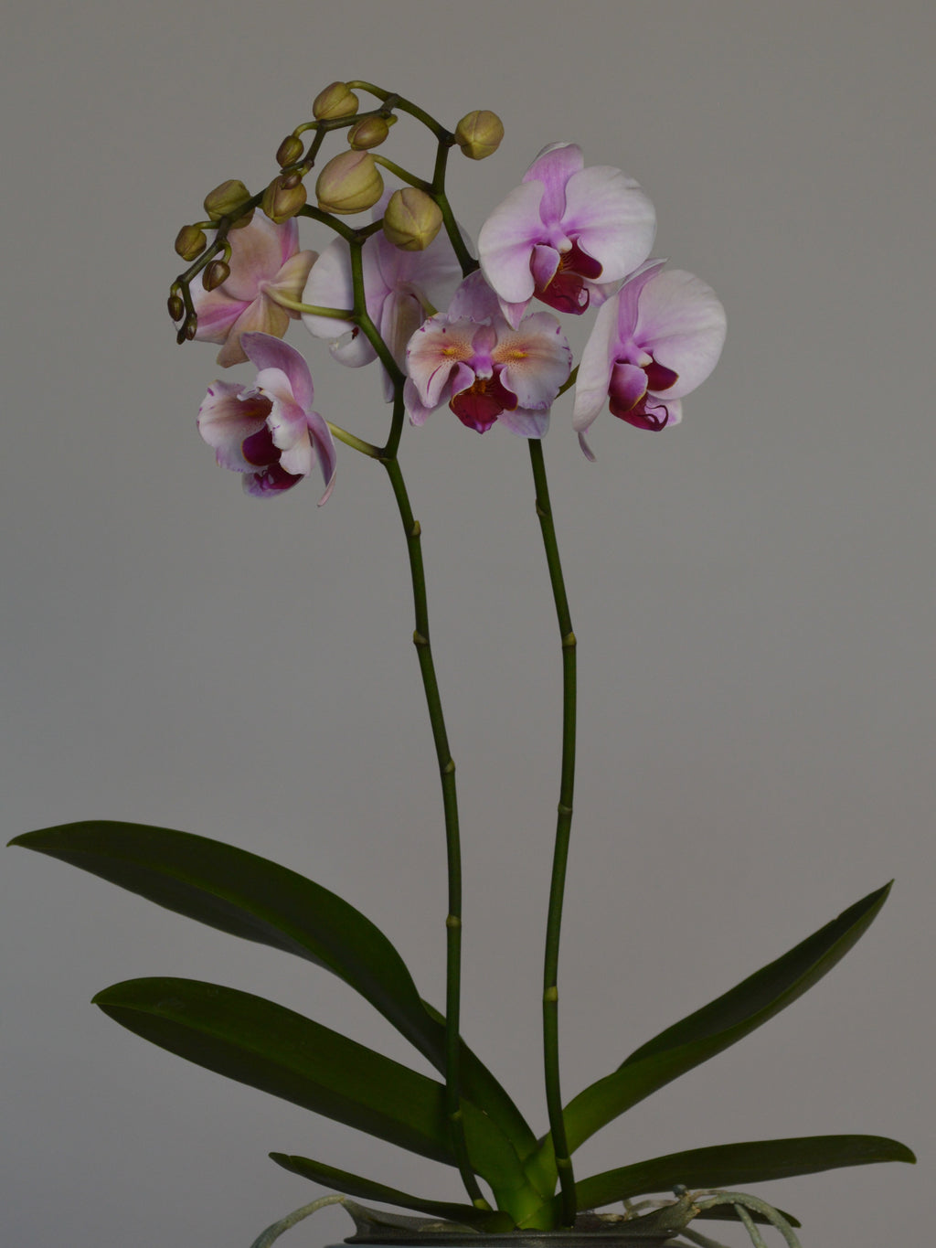 unusual phaelenopsis orchid, with pink and purple flowers
