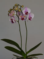 unusual phaelenopsis orchid, with pink and purple flowers