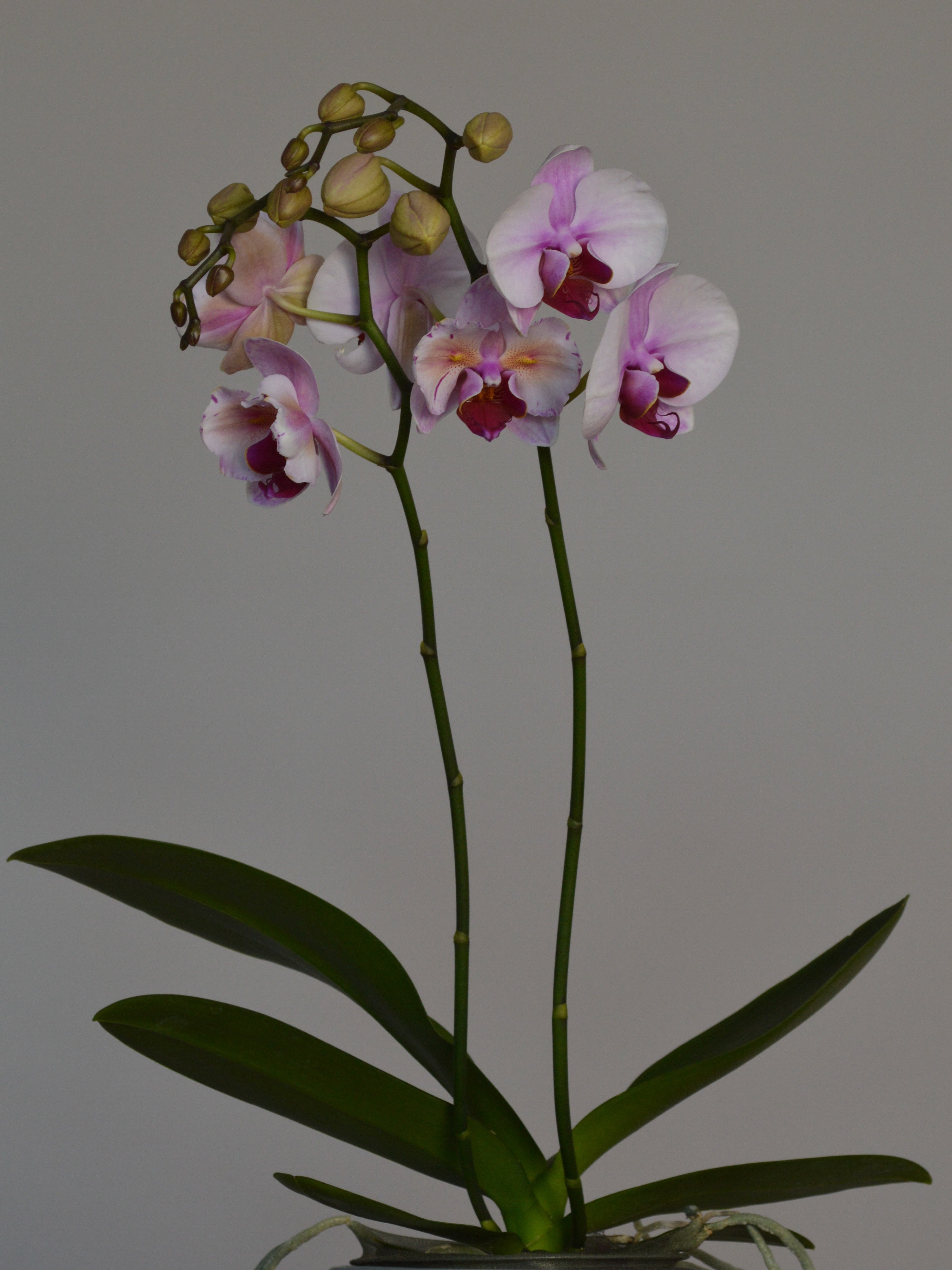 unusual phaelenopsis orchid, with pink and purple flowers