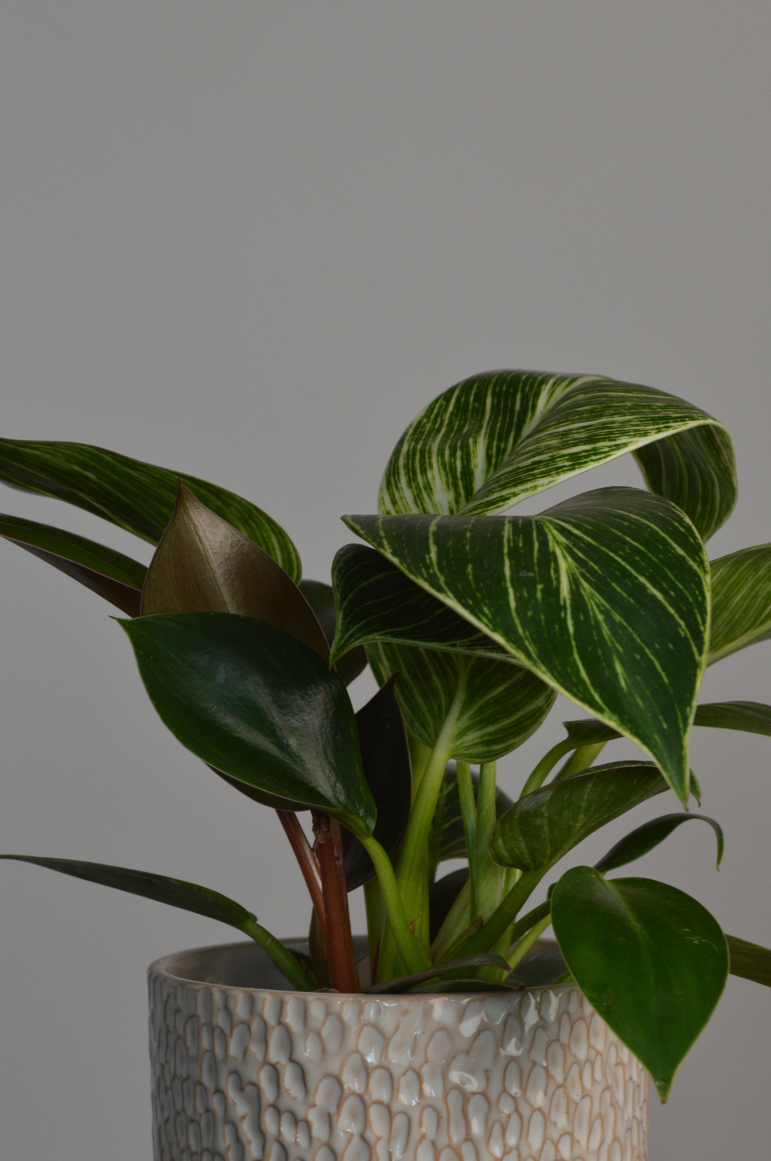 Potted Philodendron Birkin plant with green leaves on a grey background