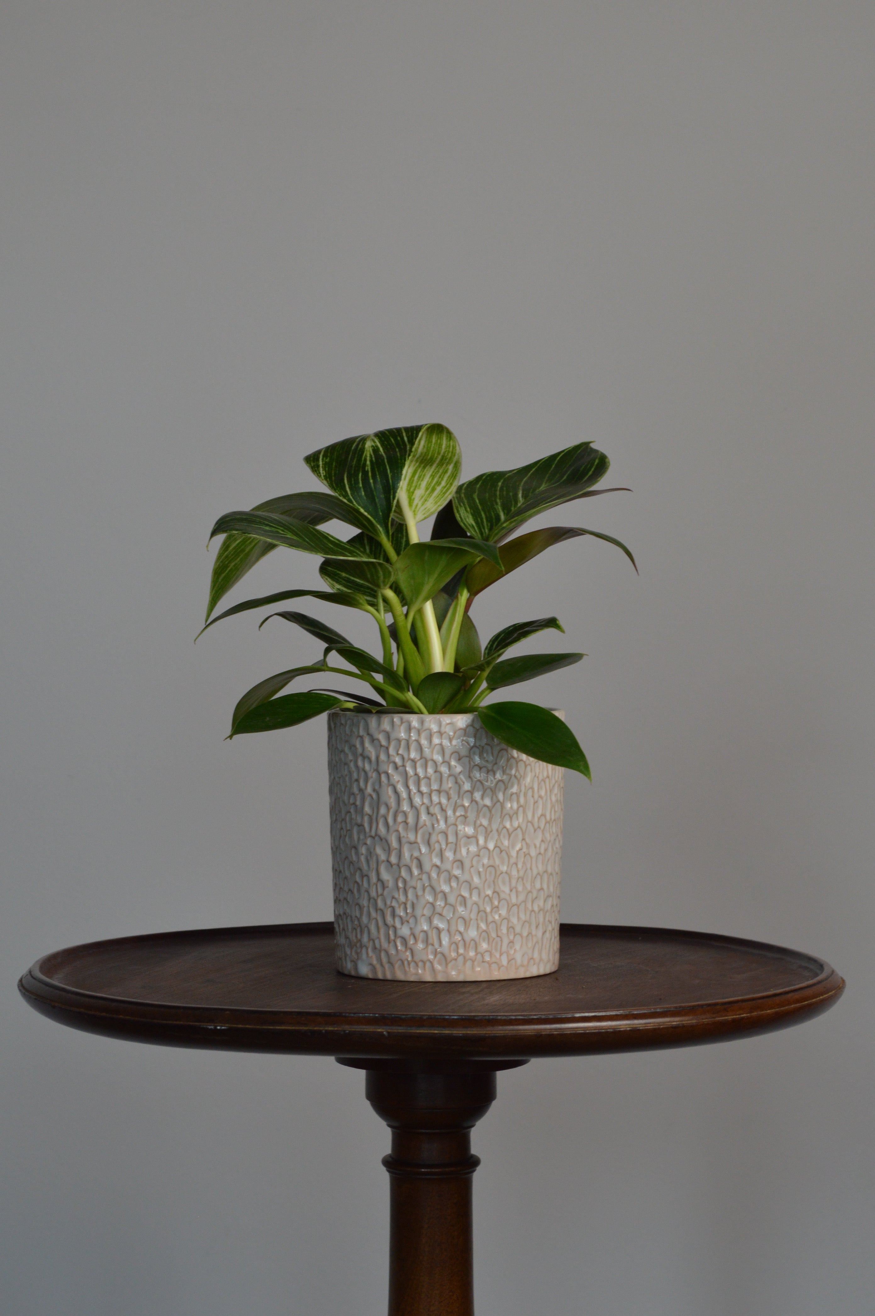 Potted Philodendron Birkin plant on a wooden stand with a plain background