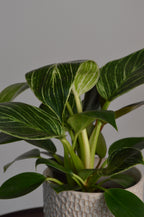 Close-up of a green leafy Philodendron Birkin plant with a neutral background