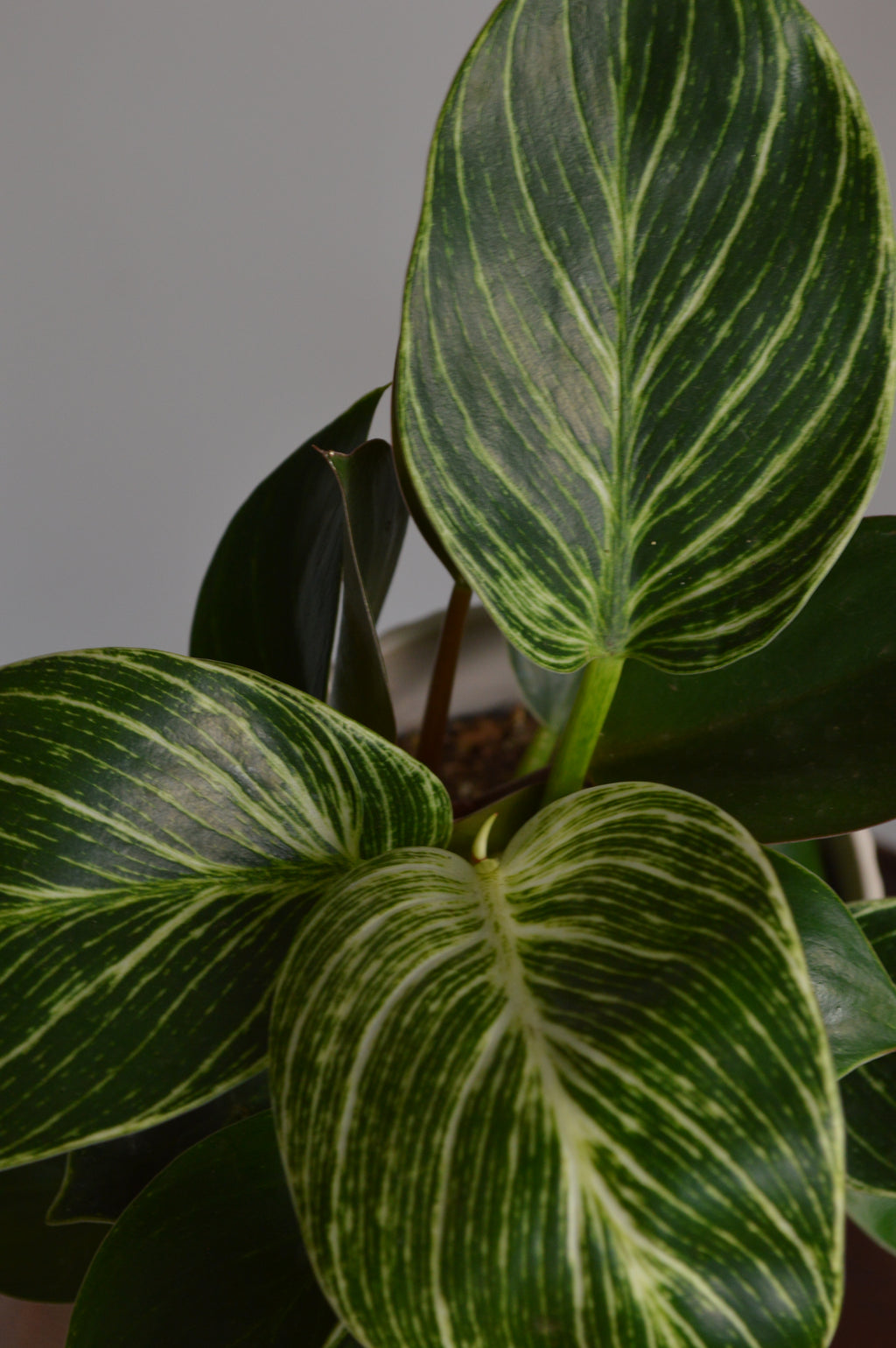 Close-up of a green leafy Philodendron Birkin plant with a blurred background