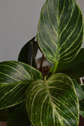 Close-up of a green leafy Philodendron Birkin plant with a blurred background